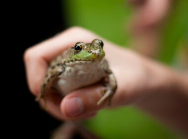 Pet Tree Frog Care