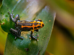 Poison Dart Frogs Autotrophs or Heterotrophs