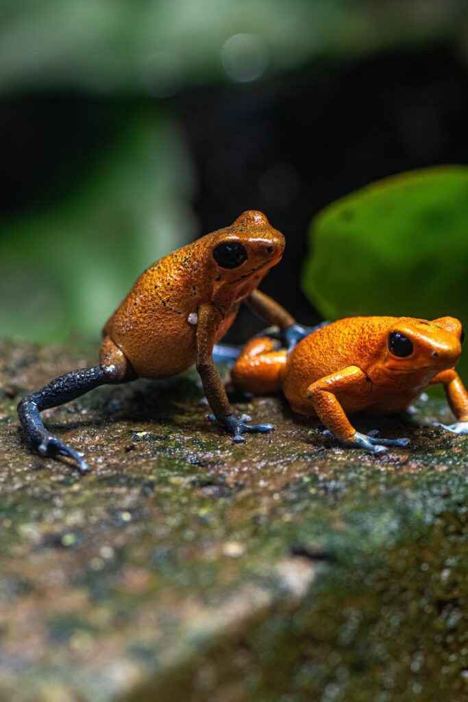 Reproduction in Poison Dart Frogs