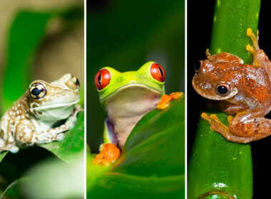 Popular Tree Frog Species