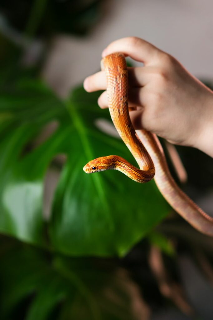 The Do's and Don'ts of Handling Corn Snakes