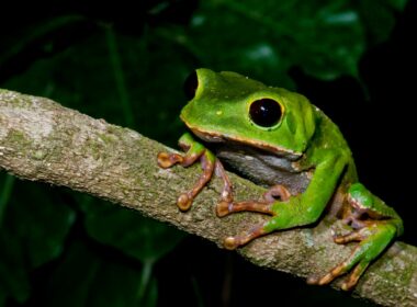 Tree Frog Research And Studies