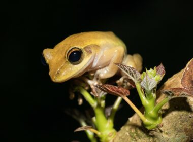 Are Tree Frogs Nocturnal
