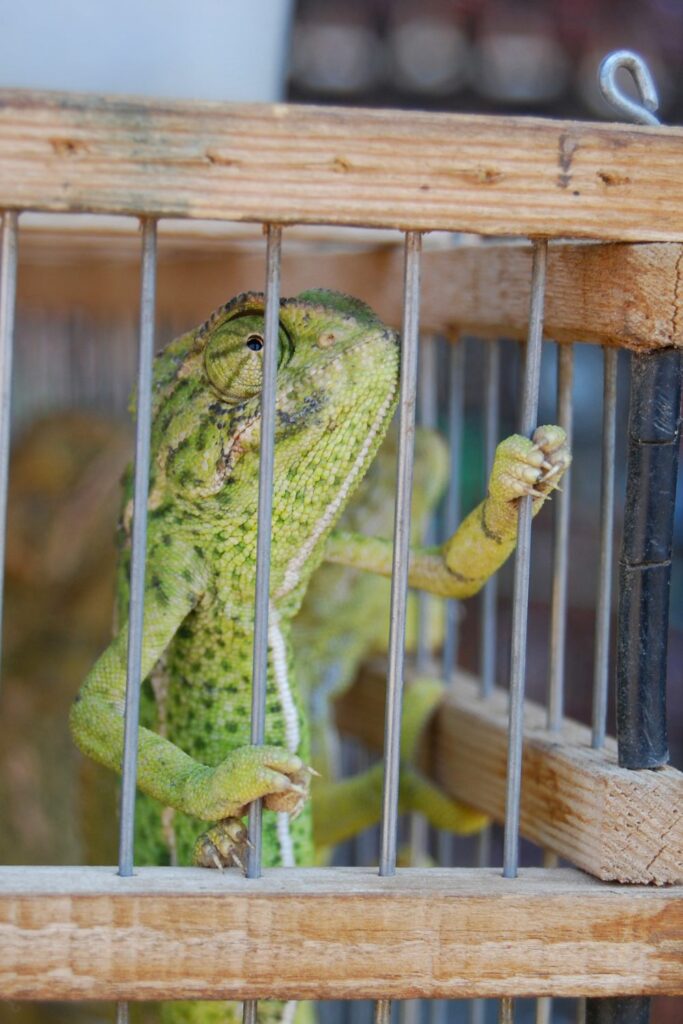 Why Enrichment is Crucial for Captive Reptiles