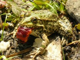 Will Pacman Frogs Eat Dead Crickets