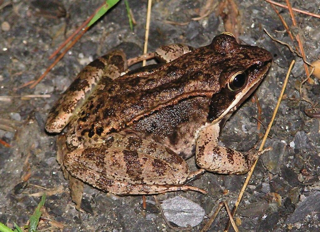 Wood Frogs (Rana sylvatica)
