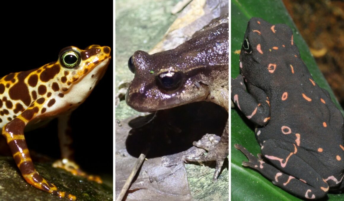 World's Rarest Frogs (2)