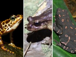 World's Rarest Frogs (2)