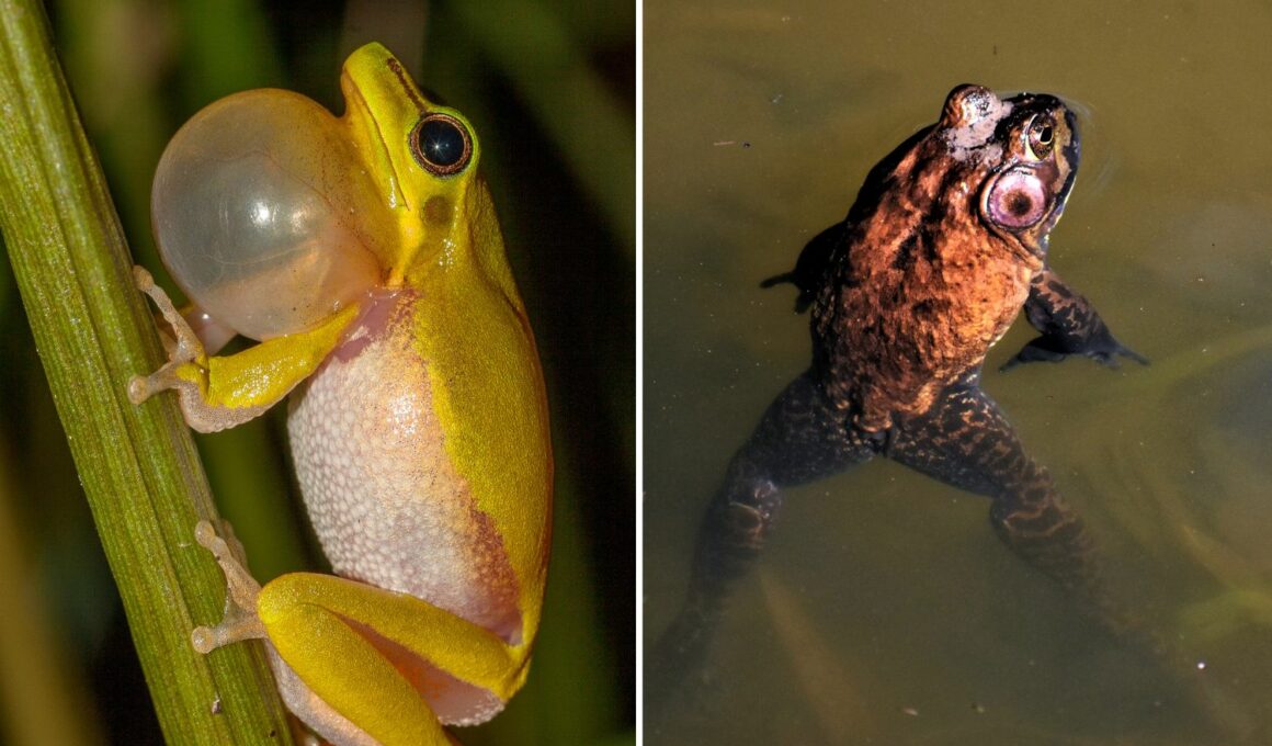 Amazing Facts About Frogs