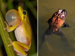 Amazing Facts About Frogs