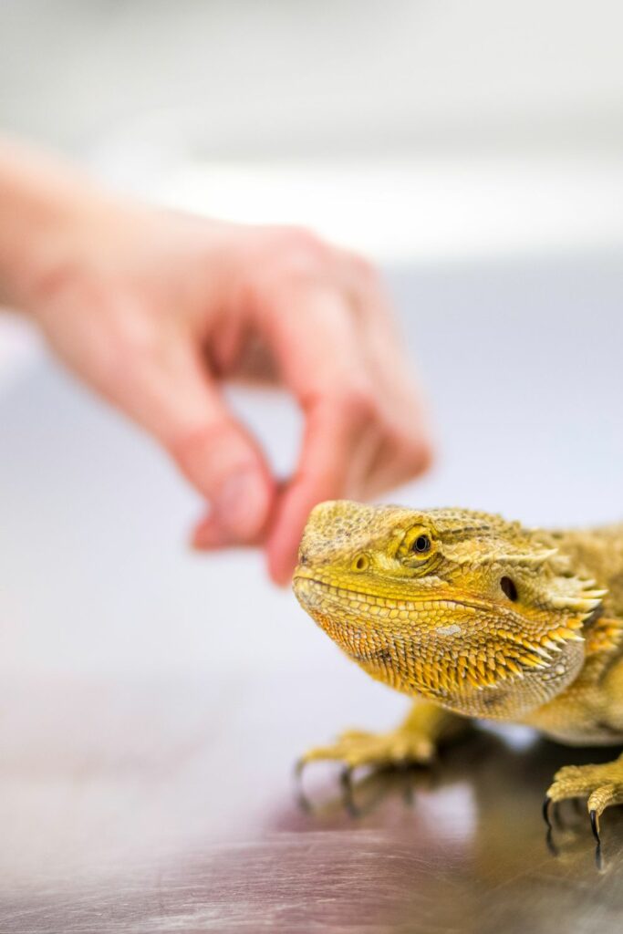 Pose Health Risks for Your Reptile