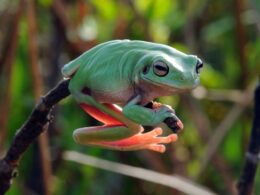 Tree Frog Mythology and Folklore